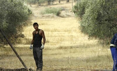 Reducción del número mínimo de jornadas realizadas para acceder al subsidio agrario en Andalucía y Extremadura